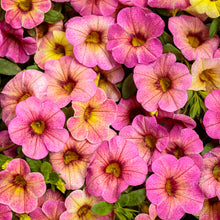 Load image into Gallery viewer, Calibrachoa SUPERBELLS®

