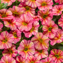 Load image into Gallery viewer, Calibrachoa SUPERBELLS®
