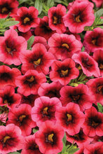 Load image into Gallery viewer, Calibrachoa SUPERBELLS®
