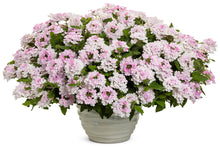 Load image into Gallery viewer, Superbena® Hanging Basket
