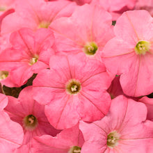 Load image into Gallery viewer, SUPERTUNIAS®

