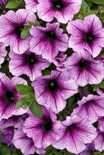 Load image into Gallery viewer, SUPERTUNIAS®
