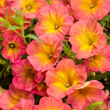 Load image into Gallery viewer, SUPERTUNIAS®
