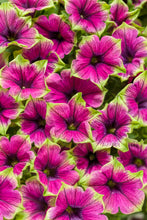 Load image into Gallery viewer, SUPERTUNIAS®
