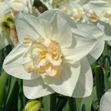 Load image into Gallery viewer, Daffodil &#39;Tender Beauty&#39;

