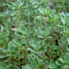 Load image into Gallery viewer, Fall Herb- English Thyme
