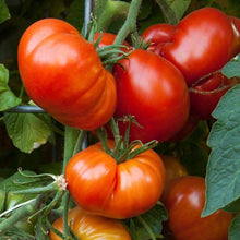 Load image into Gallery viewer, Tomato 'Beefmaster'
