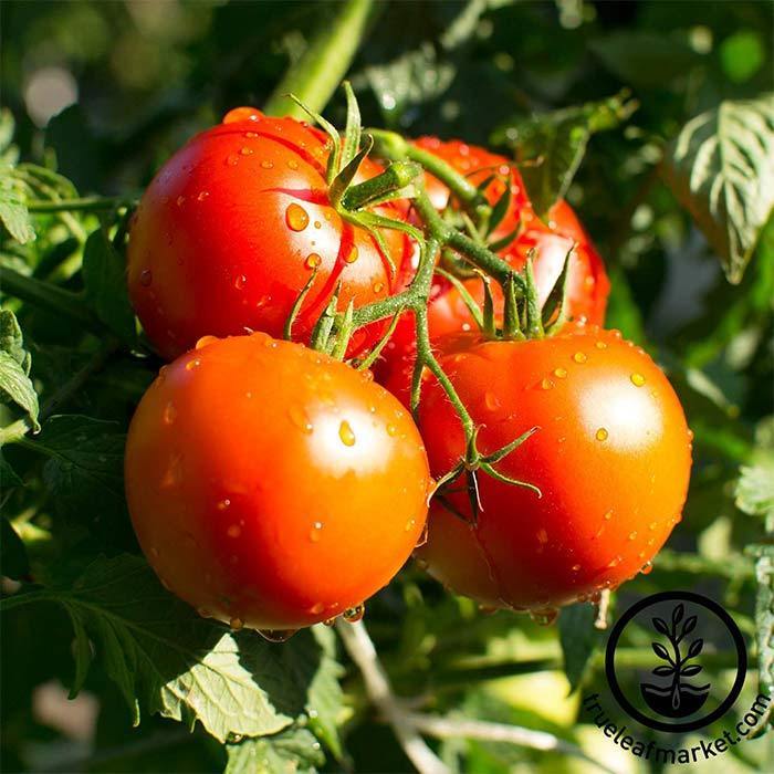 Tomato 'Bush Champion'