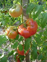 Load image into Gallery viewer, Tomato &#39;Mortgage Lifter&#39;
