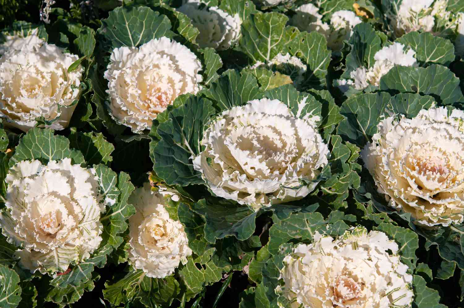 Ornamental Cabbage Colorup White