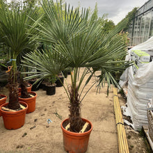 Load image into Gallery viewer, Hardy Windmill Palm
