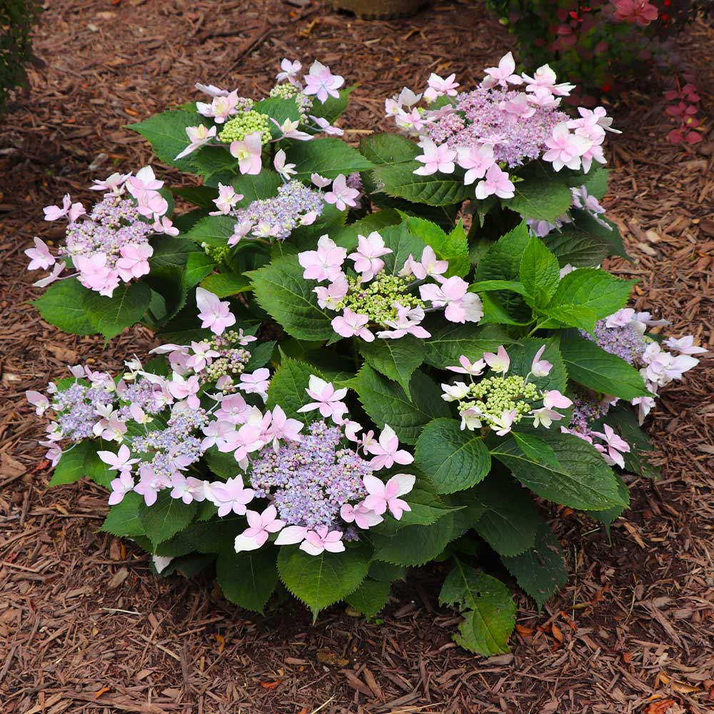 Hydrangea 'Tuff Stuff Ah-ha®'