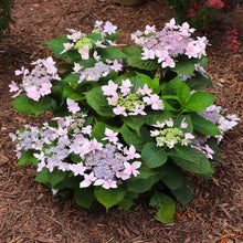 Load image into Gallery viewer, Hydrangea &#39;Tuff Stuff Ah-ha®&#39;
