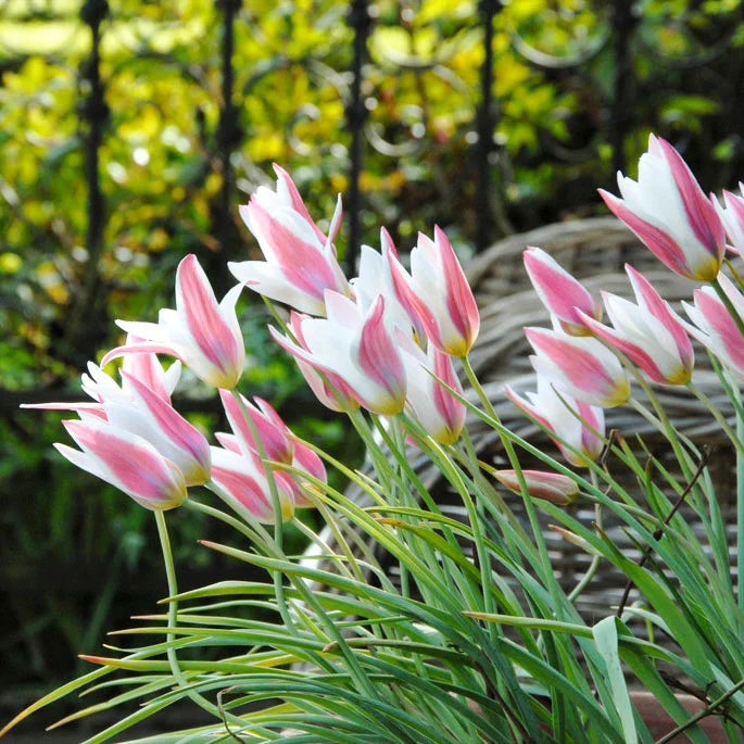 Tulip 'Lady Jane'