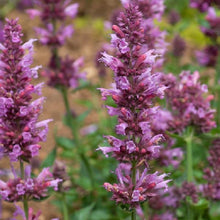 Load image into Gallery viewer, Agastache POQUITO™ &#39;Lavender&#39;
