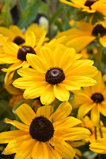 Annual Rudbeckia 'Indian Summer'