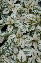 Load image into Gallery viewer, Polka Dot Plant (Splash Plant)
