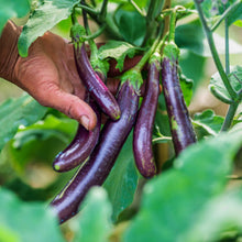 Load image into Gallery viewer, Eggplant 'Asian Delight'
