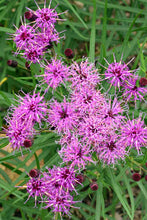 Load image into Gallery viewer, Vernonia &#39;Plum Peachy&#39;

