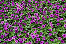 Load image into Gallery viewer, Vinca
