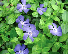 Load image into Gallery viewer, Vinca 'Bowles'
