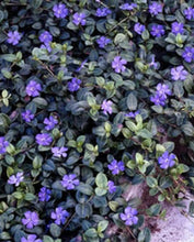 Load image into Gallery viewer, Vinca 'Bowles'
