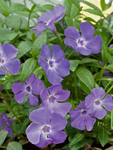 Load image into Gallery viewer, Vinca 'Bowles'
