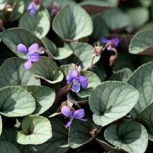 Load image into Gallery viewer, Viola 'Silver Gem'
