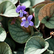 Load image into Gallery viewer, Viola 'Silver Gem'
