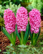 Load image into Gallery viewer, Hyacinth &#39;Pink Pearl&#39;

