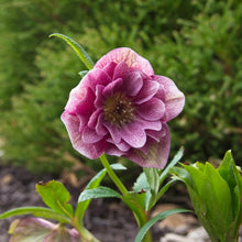 Load image into Gallery viewer, Helleborus &#39;Maid of Honor&#39;

