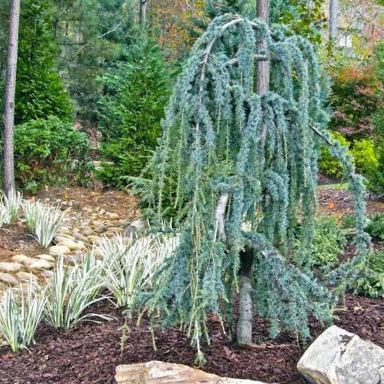 Weeping Blue Atlas Cedar