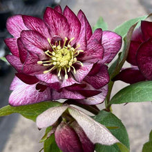Load image into Gallery viewer, Helleborus Whirlwind Romance
