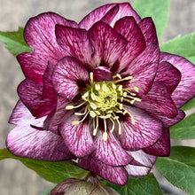 Load image into Gallery viewer, Helleborus Whirlwind Romance
