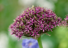 Load image into Gallery viewer, Allium atropurpureum

