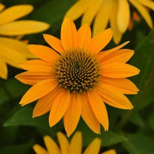Load image into Gallery viewer, Echinacea 'Artisan Yellow Ombre'
