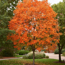 Load image into Gallery viewer, Sugar Maple
