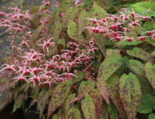 Load image into Gallery viewer, Epimedium 'Pink Champagne'
