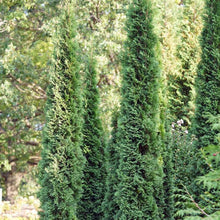 Load image into Gallery viewer, Thuja &#39;Thin Man&#39;
