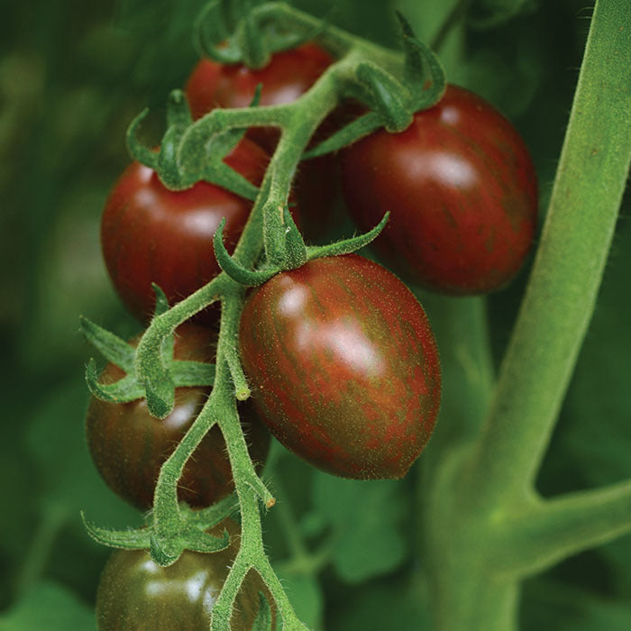 Tomato 'Chocolate Sprinkles'