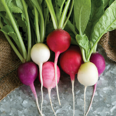 Radish 'Easter Egg' 6-pack