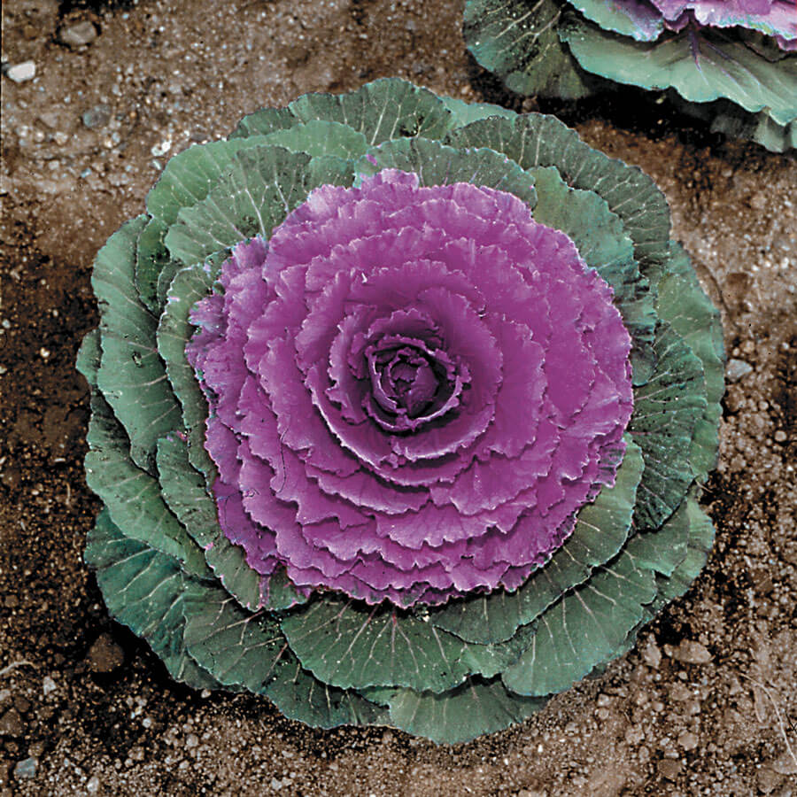 Ornamental Cabbage Colorup Purple