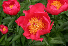 Load image into Gallery viewer, Peony &#39;Flame&#39;
