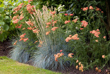 Load image into Gallery viewer, Festuca &#39;Elijah Blue&#39;
