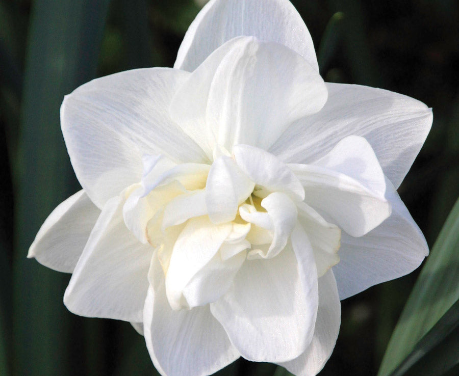 Daffodil 'Obdam'