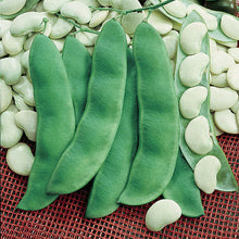 Load image into Gallery viewer, Lima Bean &#39;King of the Garden&#39;
