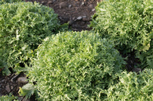 Load image into Gallery viewer, Endive &#39;Benefine&#39; 6-pack
