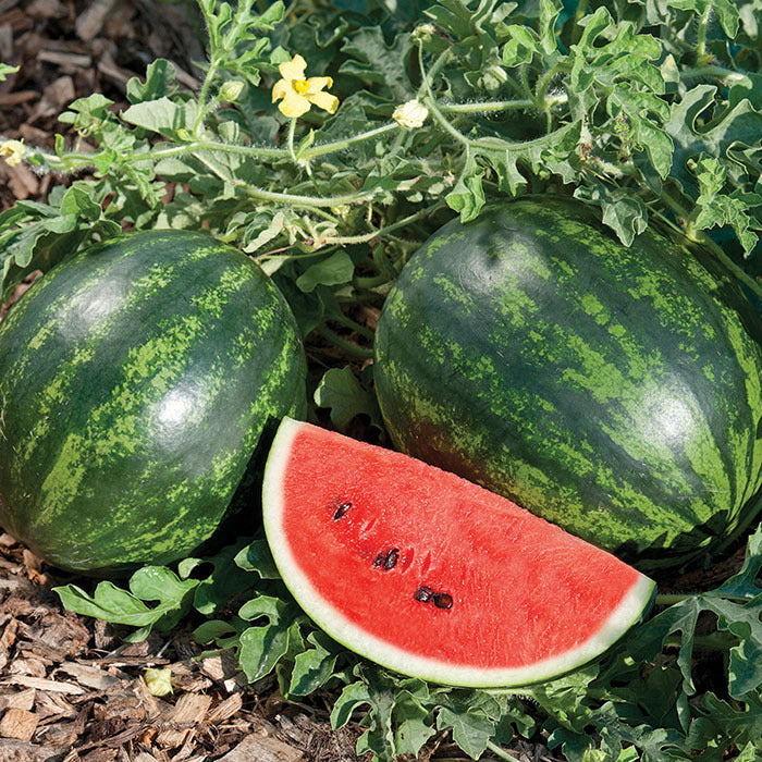 Watermelon 'Mini Love'