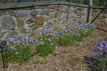 Load image into Gallery viewer, Phlox 'Chattahoochee'
