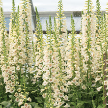 Load image into Gallery viewer, Foxglove  &#39;Camelot™ Cream&#39;
